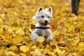 Hunde im Herbst: Im Laub, aber auch zu Hause, verstecken sich Gefahren für den Hund.