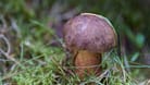 Flockenstieliger Hexenröhrling (Neoboletus luridiformis): Er muss vor dem Verzehr gegart werden, um enthaltene Gifte zu zerstören.