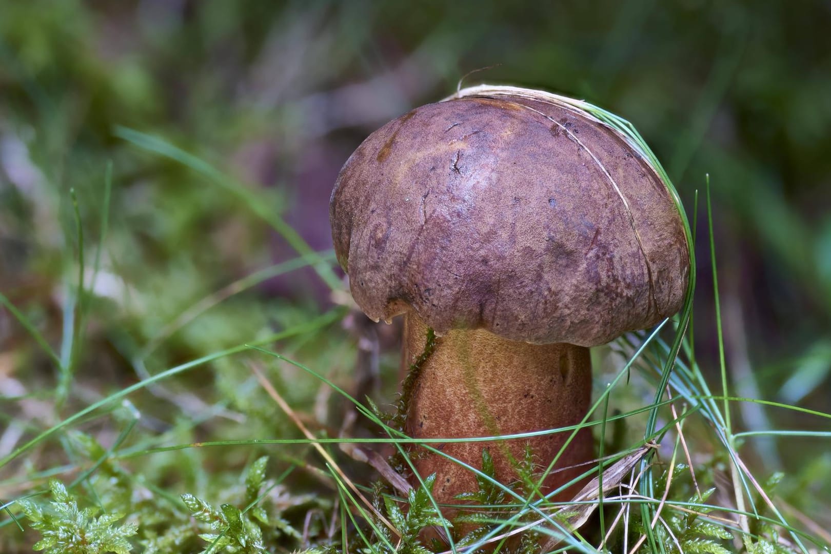 Flockenstieliger Hexenröhrling (Neoboletus luridiformis): Er muss vor dem Verzehr gegart werden, um enthaltene Gifte zu zerstören.