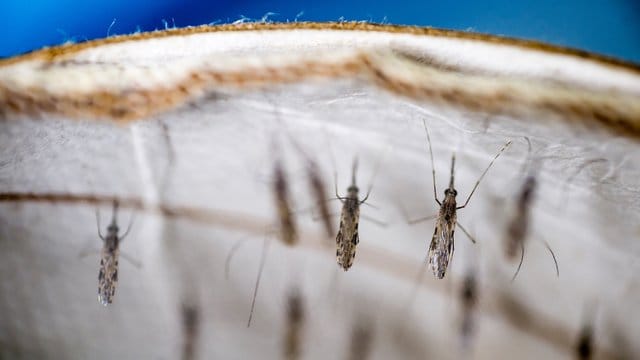 93 Prozent aller Malaria-Infektionen entfallen auf Afrika.