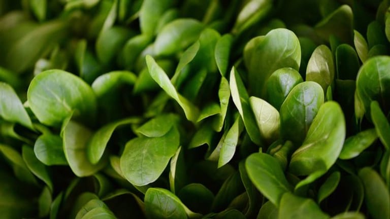 Feldsalat: Das Gemüse hält sich nur ein bis zwei Tage im Kühlschrank.