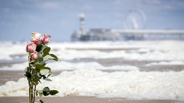 Rosen stecken am Strand von Scheveningen im Sand.