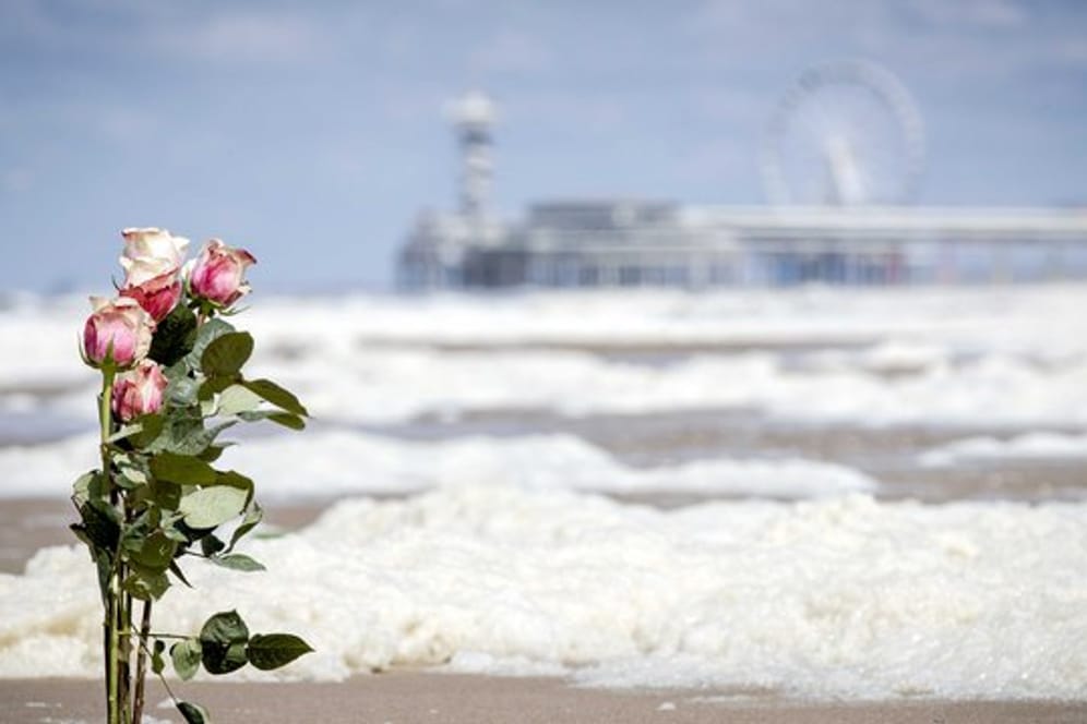 Rosen stecken am Strand von Scheveningen im Sand.