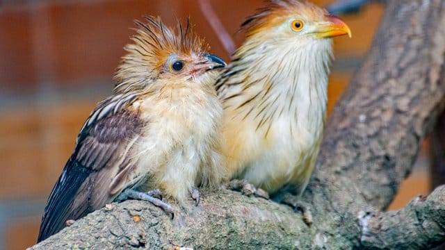 Guirakuckuck Guirakuckuck