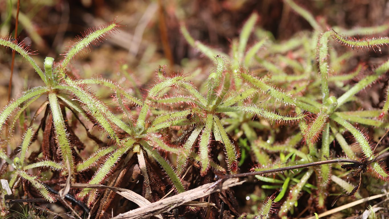 Fleischfressende Pflanze: Die Drosera arachnoides wächst auf Madagaskar.