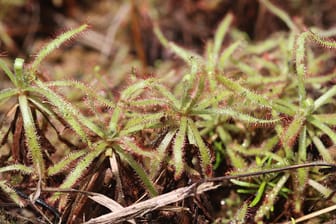 Fleischfressende Pflanze: Die Drosera arachnoides wächst auf Madagaskar.