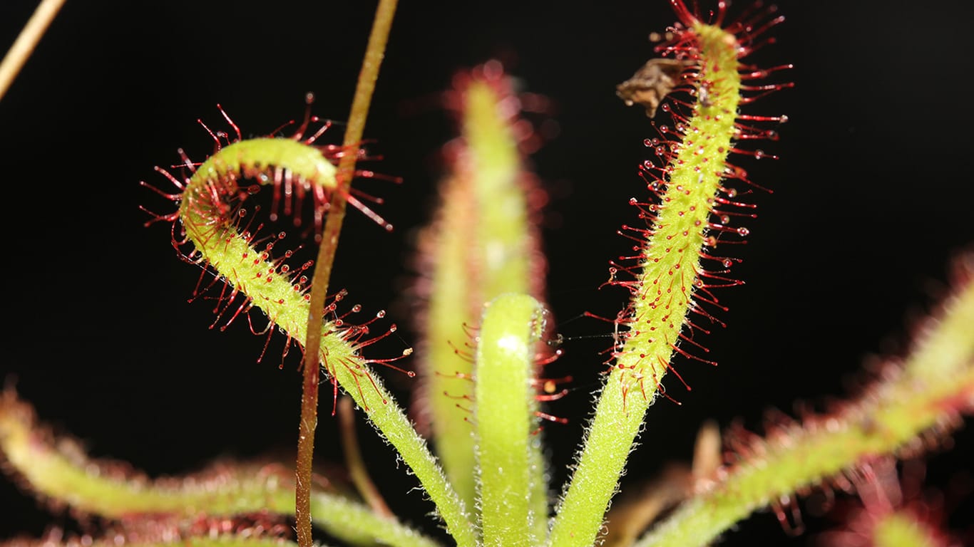 Die fleischfressende Pflanze Drosera arachnoides: Für Insekten ist sie eine tödliche Falle.