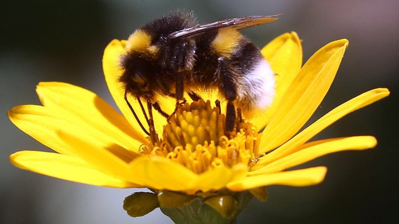 Eine Erdhummel, die zur Gattung der echten Bienen gehört, sitzt auf der Blüte einer Stauden-Sonnenblume und sammelt zum Ende der Sommertracht Nektar für den Wintervorrat.