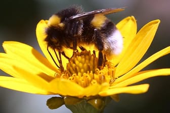 Eine Erdhummel, die zur Gattung der echten Bienen gehört, sitzt auf der Blüte einer Stauden-Sonnenblume und sammelt zum Ende der Sommertracht Nektar für den Wintervorrat.