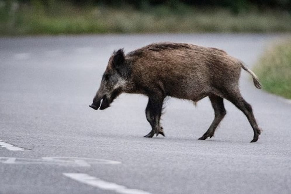 Ein Wildschwein läuft über eine Straße
