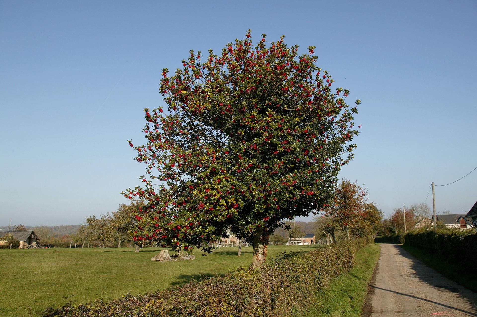 Baum des Jahres 2021: Stechpalme