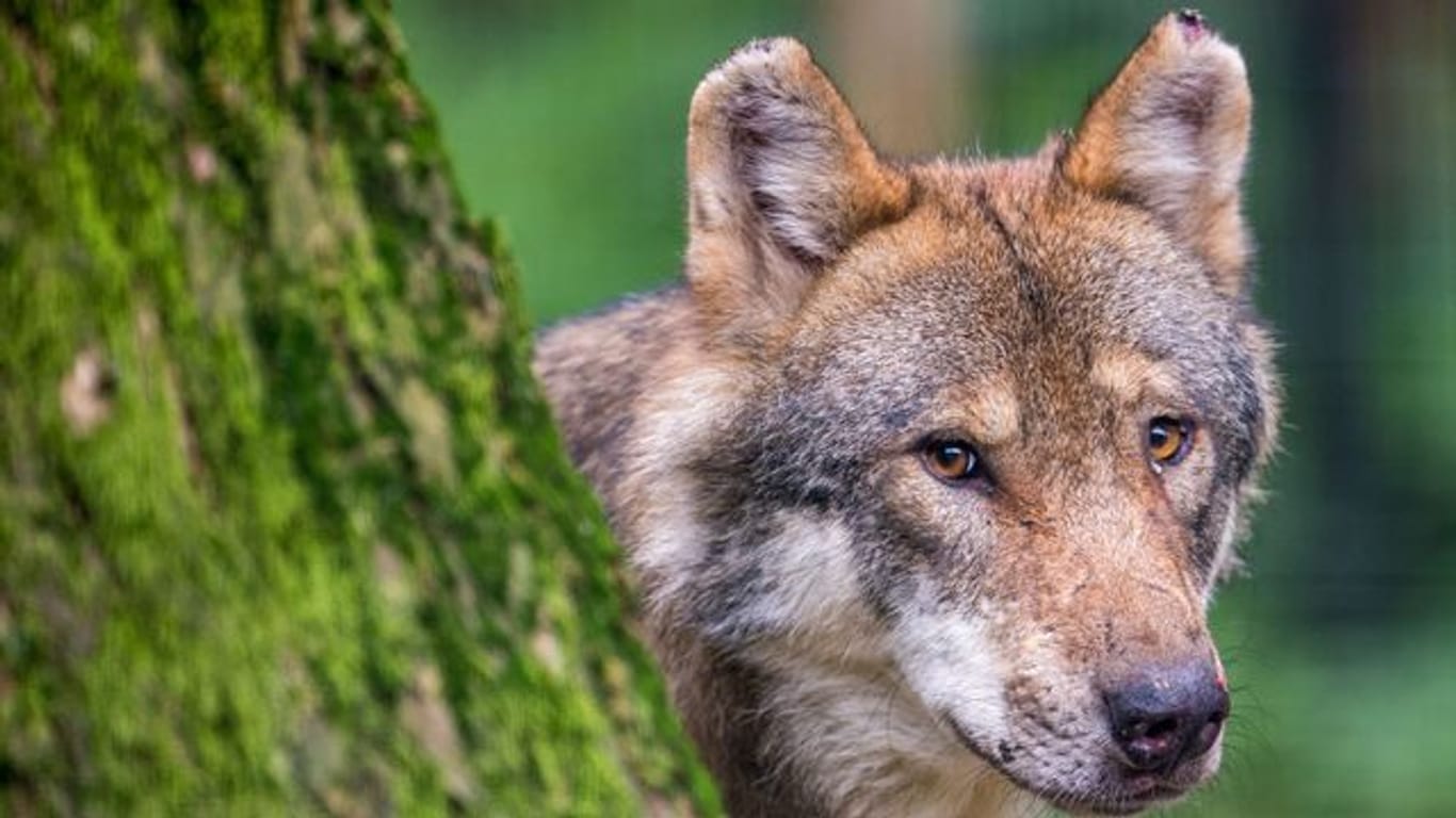 Ein Wolf schaut hinter einem Baum in einem Wildpark in Bayern hervor.
