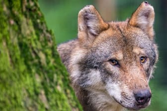 Ein Wolf schaut hinter einem Baum in einem Wildpark in Bayern hervor.
