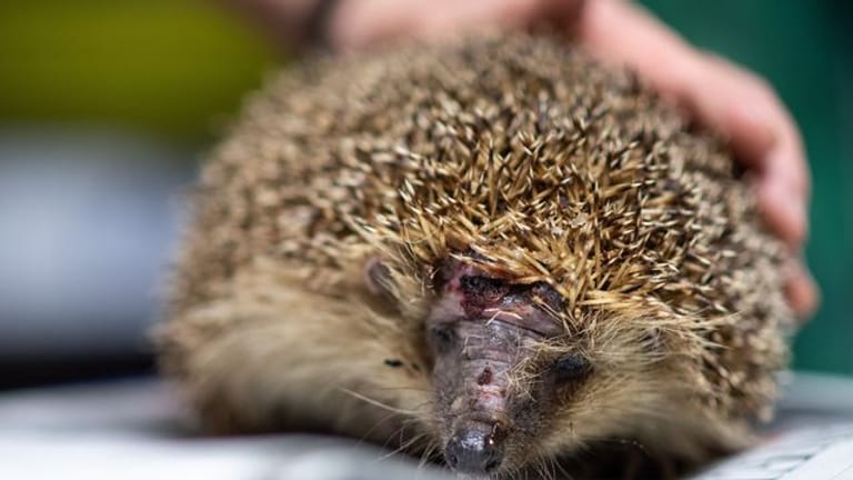 Igel mit einer Kopfverletzung: Die Tiere geraten immer öfter unter die messerscharfe Schneidetechnik. (Quelle: dpa/Marius Becker)