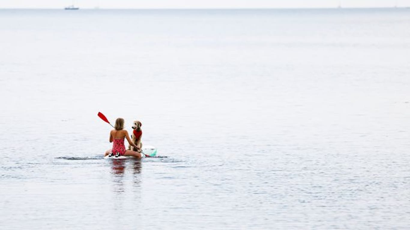 Eine Frau paddelt mit ihrem Hund auf einem Windsurfbrett auf der Ostsee vor der Insel Fehmarn.