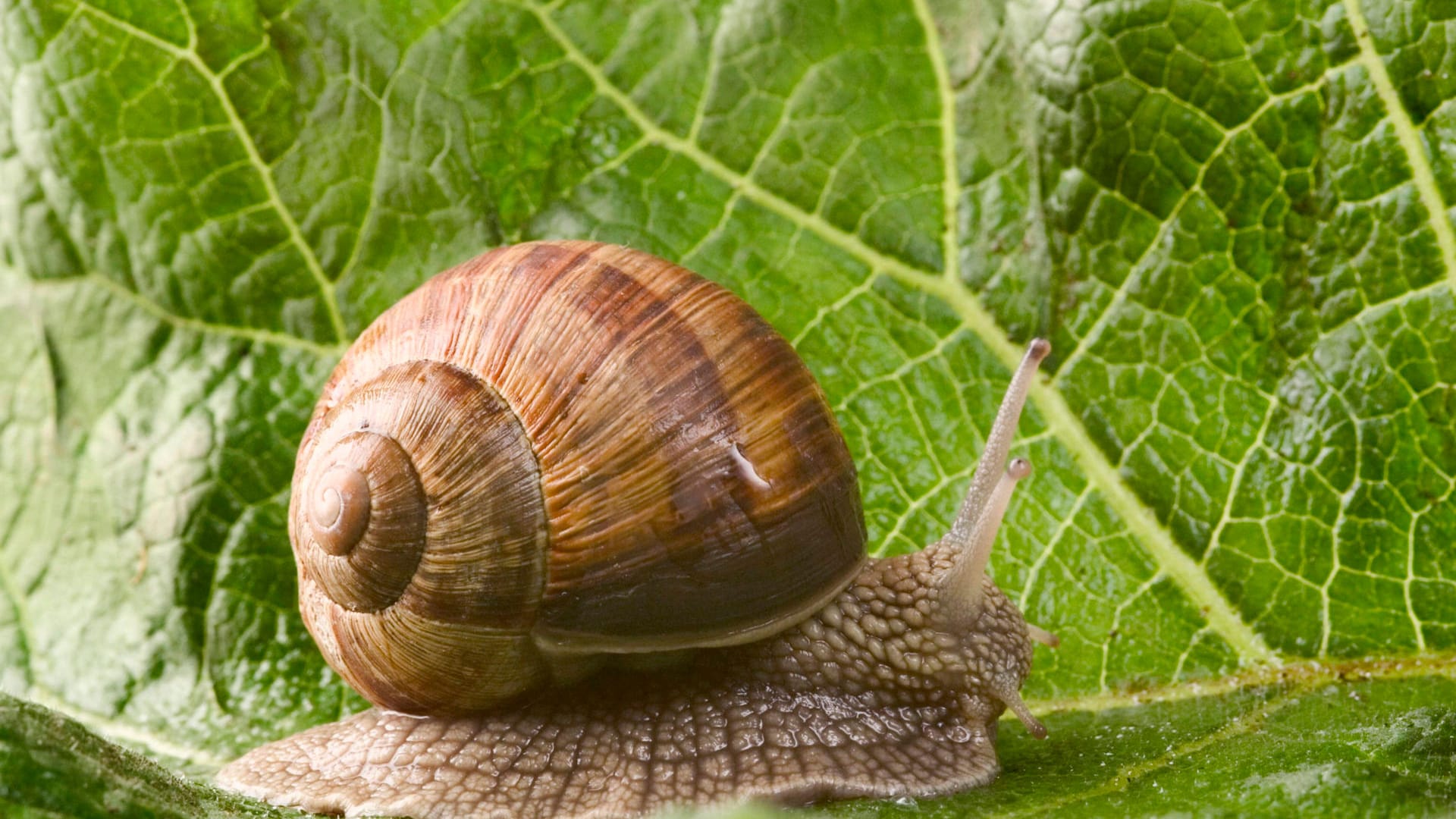 Gewöhnliche Weinbergschnecke (Helix pomatia)