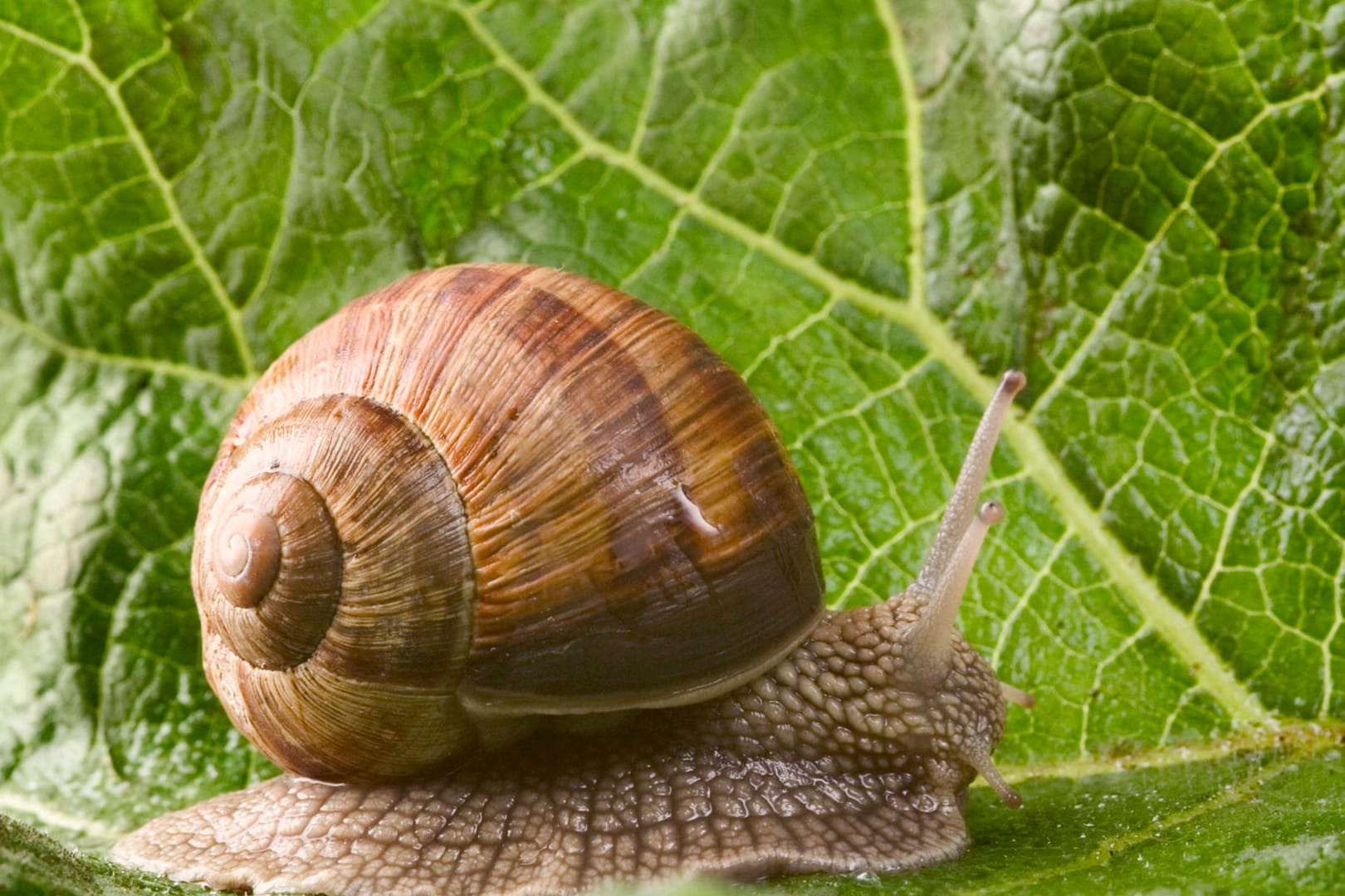 Gewöhnliche Weinbergschnecke (Helix pomatia)