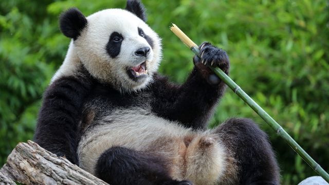 Der Große Panda Bao Mei im Zoo Pairi Daiza in Belgien.