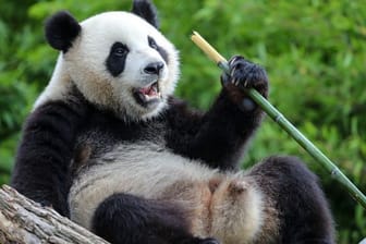 Der Große Panda Bao Mei im Zoo Pairi Daiza in Belgien.