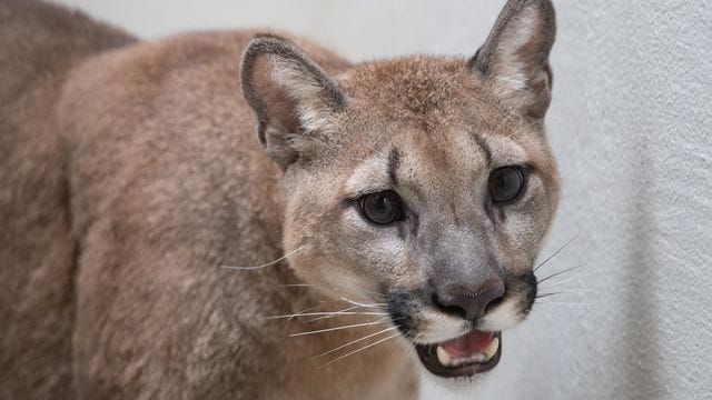 Dieses vom Bronx Zoo zur Verfügung gestellte Foto zeigt einen Puma im Bronx Zoo. Dieses vom Bronx Zoo zur Verfügung gestellte Foto zeigt einen Puma im Bronx Zoo.