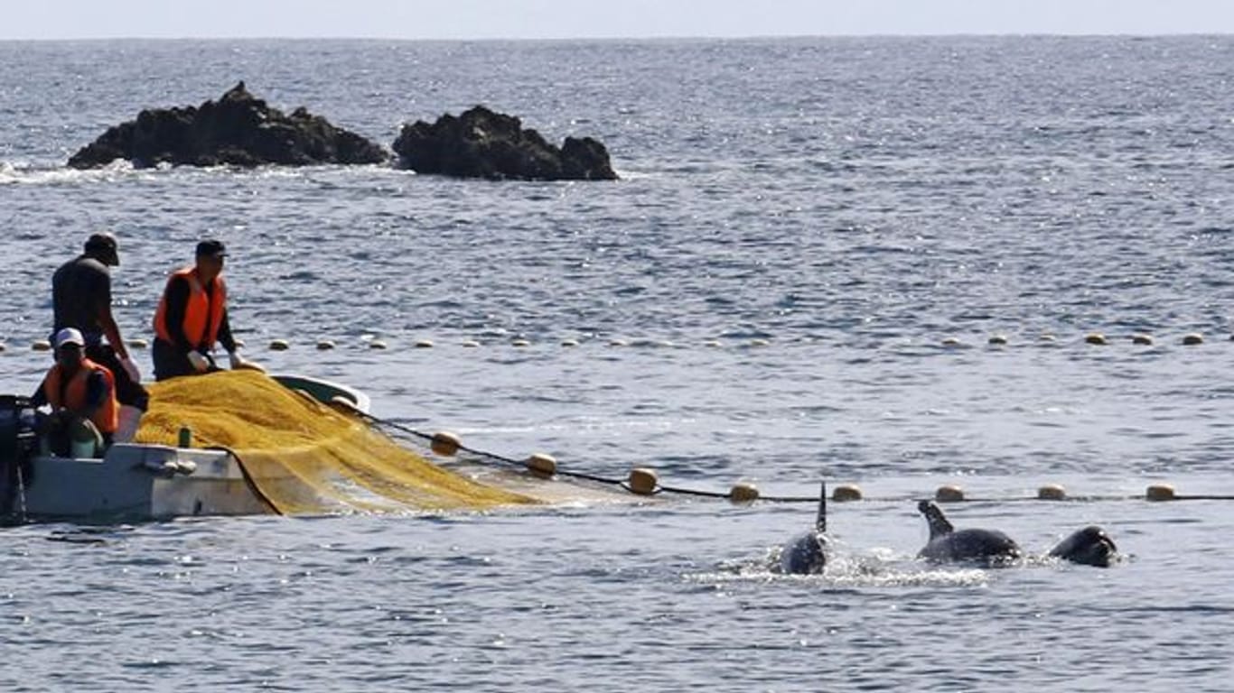 In den Gewässern vor Taiji findet die erste Treibjagd der Saison auf Delfine und andere Kleinwale statt.