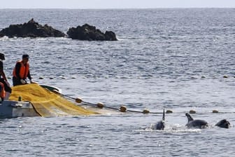 In den Gewässern vor Taiji findet die erste Treibjagd der Saison auf Delfine und andere Kleinwale statt.