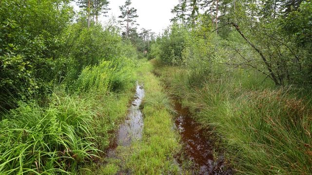 Ein vom Regen überschwemmter Waldweg im Degermoos. Ein vom Regen überschwemmter Waldweg im Degermoos.