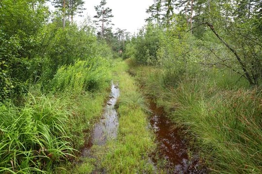 Ein vom Regen überschwemmter Waldweg im Degermoos.