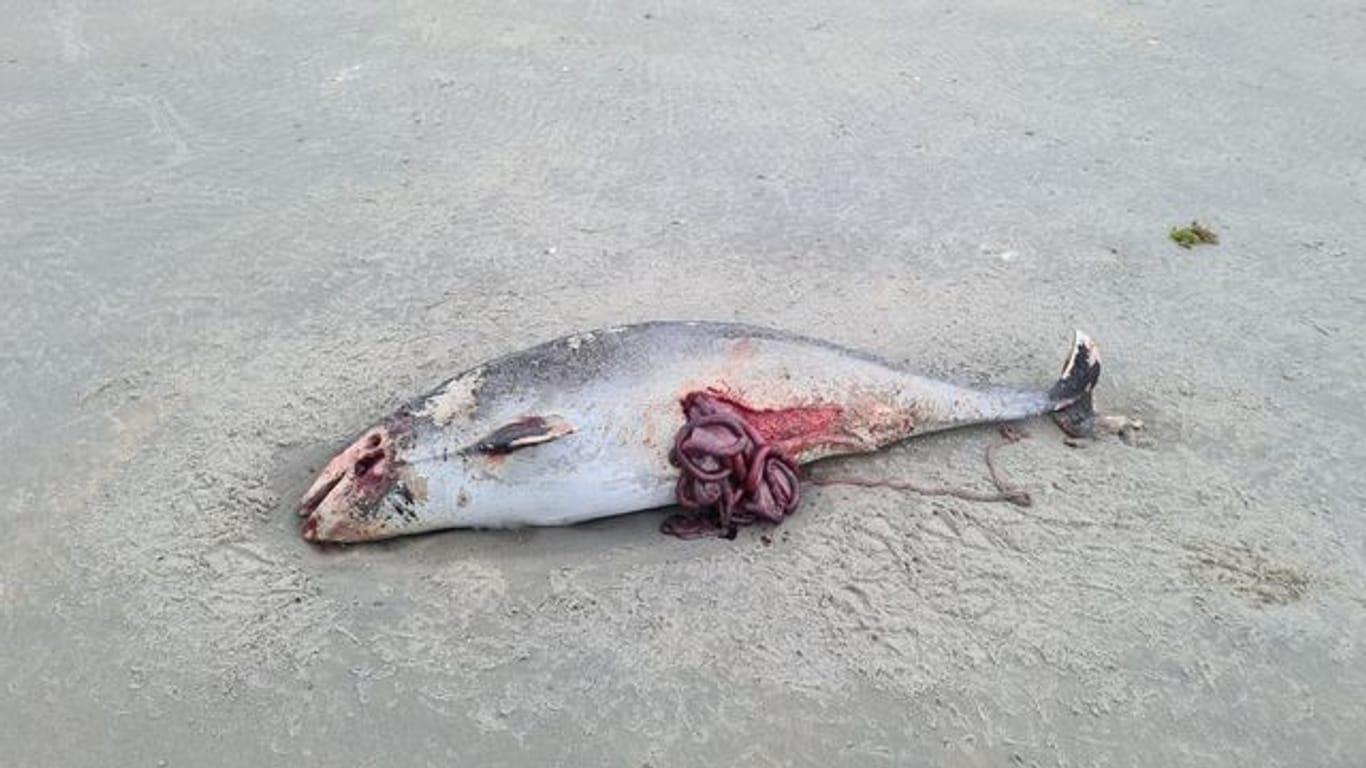 Dutzende tote Schweinswale sind auf den niederländischen Watteninseln angespült worden und versetzen Umweltschützer in Sorge.