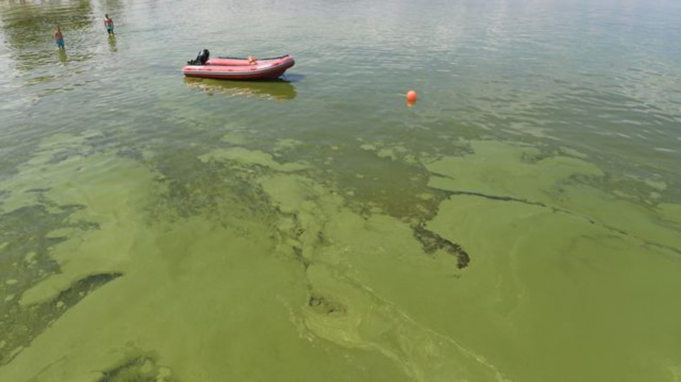 Grünalgen treiben im Wasser am Strand von Lubmin.