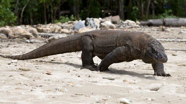Der Komodowaran, die größte lebende Echse der Welt, ist jetzt als "stark gefährdet" eingestuft worden. Der Komodowaran, die größte lebende Echse der Welt, ist jetzt als "stark gefährdet" eingestuft worden.