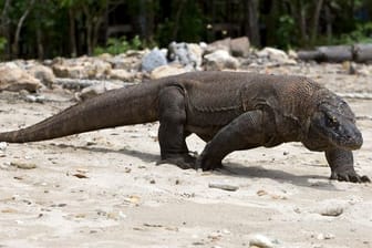 Der Komodowaran, die größte lebende Echse der Welt, ist jetzt als "stark gefährdet" eingestuft worden.