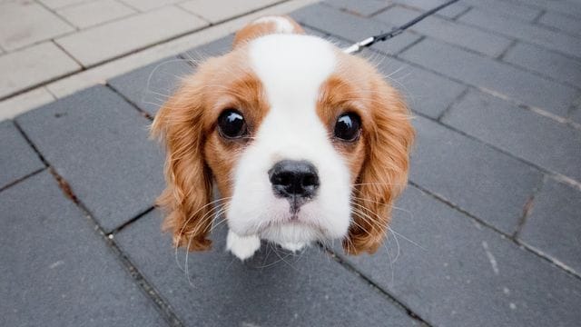 Cavalier King Charles Spaniel - immer extremere Schönheitsideale haben in der Zucht zu massiven gesundheitlichen Problemen geführt.