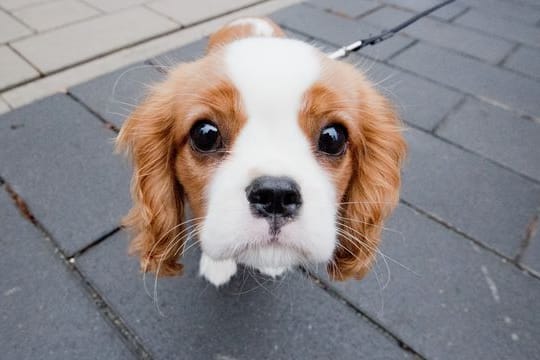 Cavalier King Charles Spaniel - immer extremere Schönheitsideale haben in der Zucht zu massiven gesundheitlichen Problemen geführt.