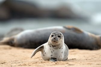 Ein junger Seehund liegt am Strand von Horsey Gap.