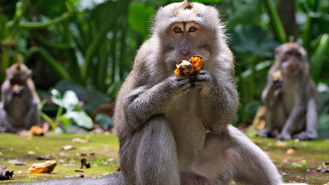 Makaken fressen Bananen während der Fütterungszeit im Sangeh Monkey Forest. Makaken fressen Bananen während der Fütterungszeit im Sangeh Monkey Forest.