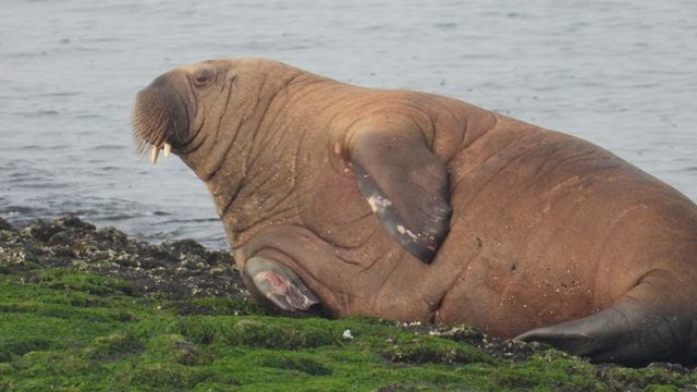 Ein Walross liegt auf der Nordsee-Insel Baltrum.