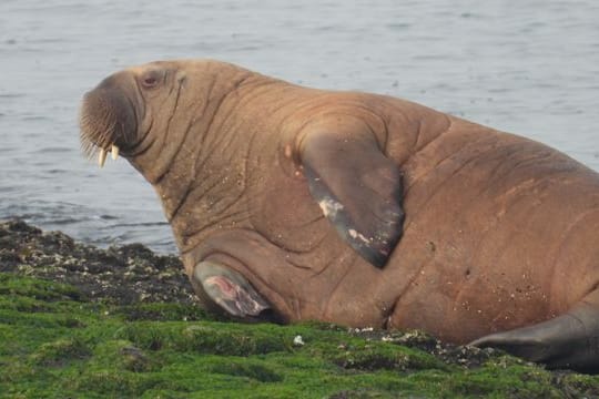 Ein Walross liegt auf der Nordsee-Insel Baltrum.