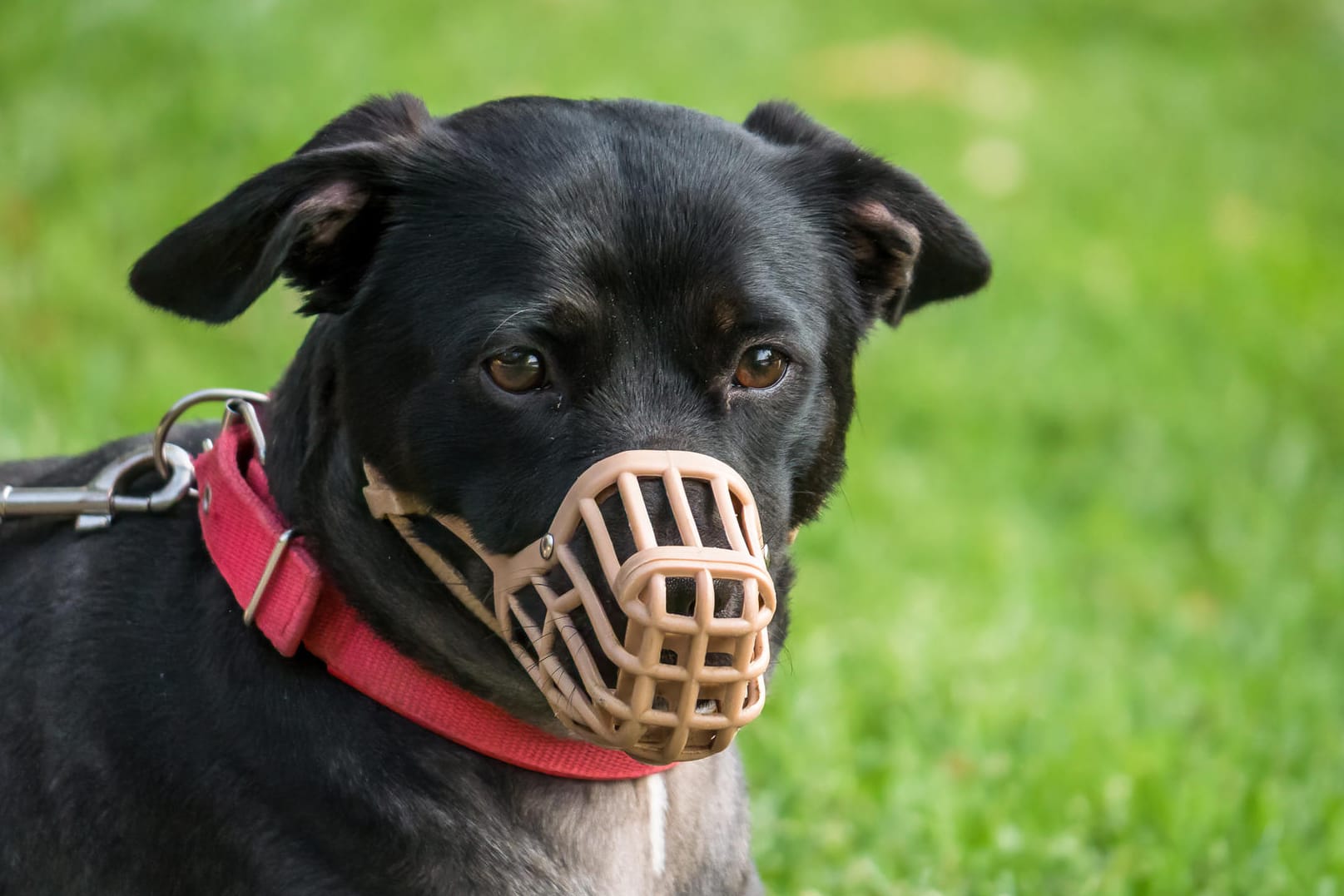 Maulkorb: Er kann verhindern, dass ein Hund zuschnappt oder andere Tiere beißt, um sich zu verteidigen.