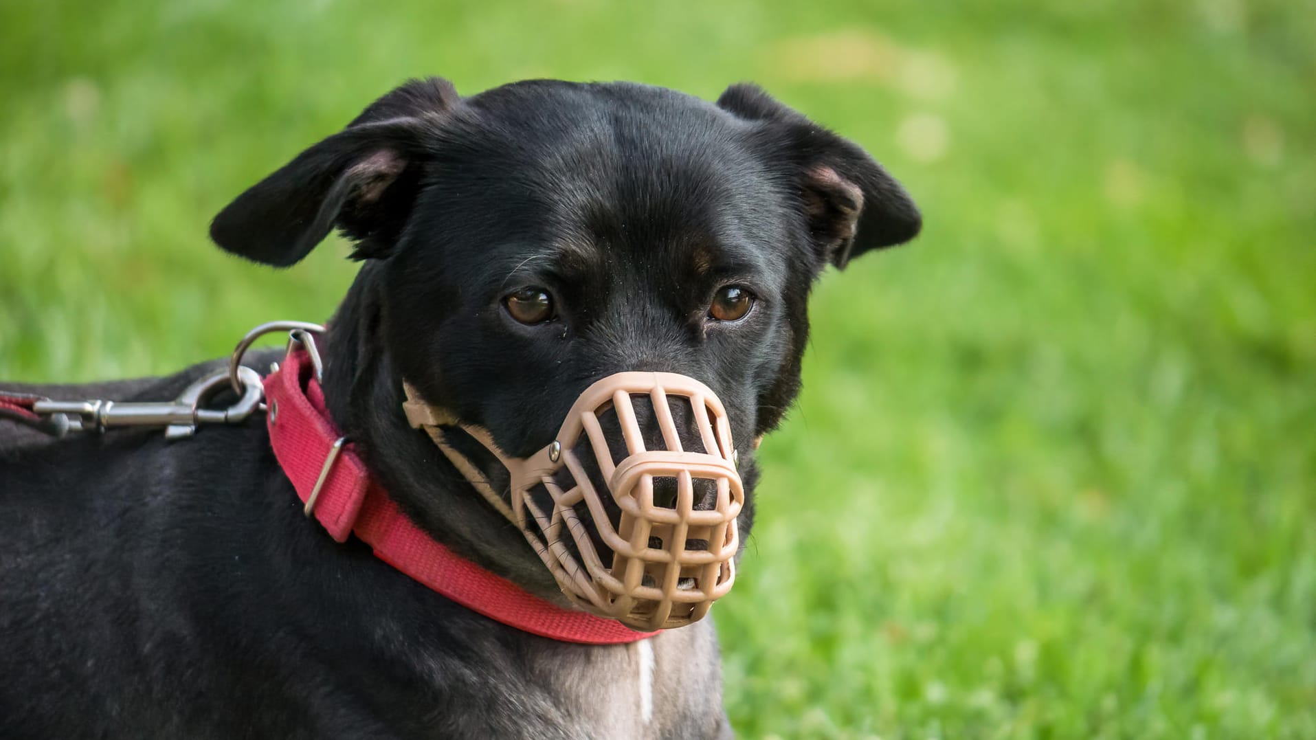 Maulkorb: Er kann verhindern, dass ein Hund zuschnappt oder andere Tiere beißt, um sich zu verteidigen.