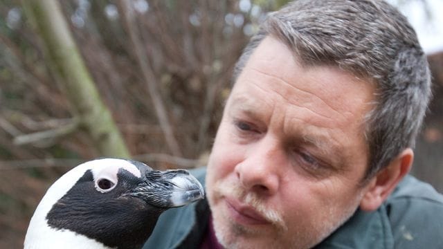 Tierpfleger Peter Vollbracht betrachtet im Münsteraner Allwetterzoo das Brillenpinguin-Weibchen Sandy.