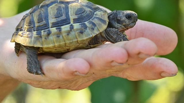 Eine noch junge Griechische Landschildkröte.