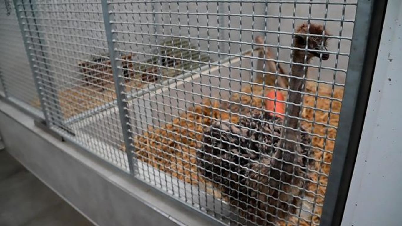 Der junger Straußenvogel ist mittlerweile in einem Käfig im Krefelder Tierheim.