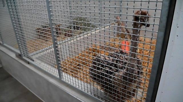 Der junger Straußenvogel ist mittlerweile in einem Käfig im Krefelder Tierheim. Der junger Straußenvogel ist mittlerweile in einem Käfig im Krefelder Tierheim.