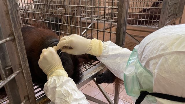Ein Mitarbeiter entnimmt eine Nasenabstrichprobe von einem Orang-Utan für einen Coronatest. Ein Mitarbeiter entnimmt eine Nasenabstrichprobe von einem Orang-Utan für einen Coronatest.