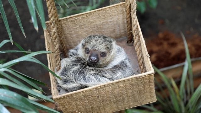 Eeinjähriges weibliches Faultiers Feira, genannt Fe, das zusammen mit dem zweijährigen männlichen Faultier Moana, genannt Mo, nun im Zoo Edinburgh wohnt.