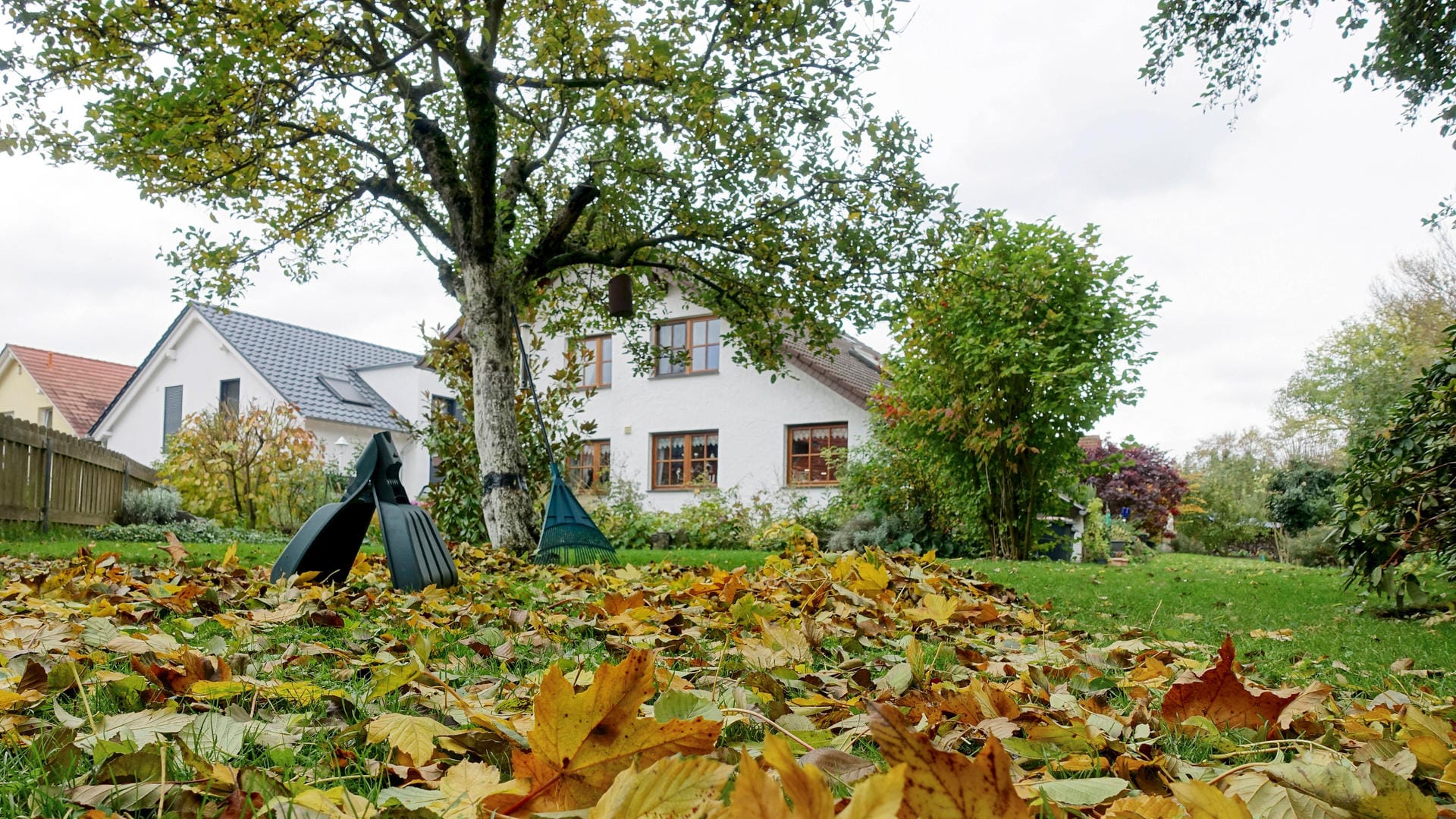 Hausbaum: Bei der Wahl eines geeigneten Baums für Ihren Garten sollten Sie einiges beachten.