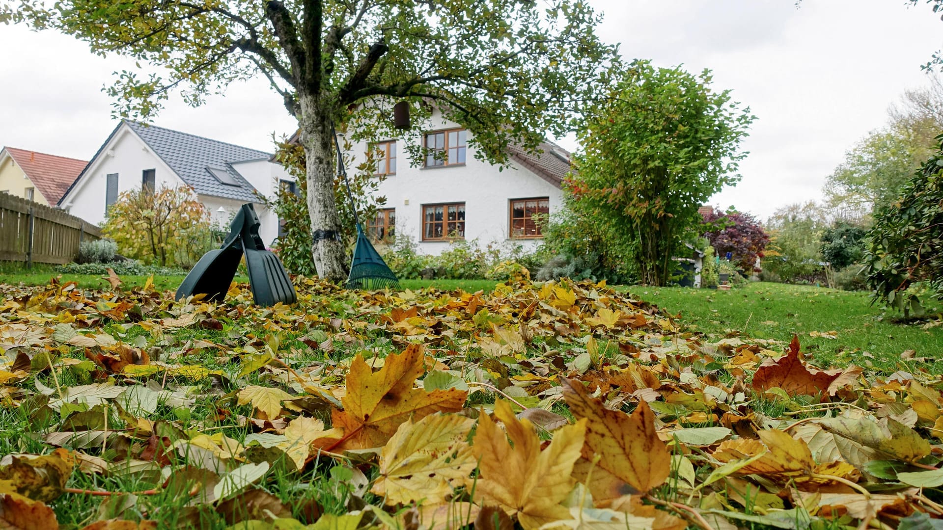 Hausbaum: Bei der Wahl eines geeigneten Baums für Ihren Garten sollten Sie einiges beachten.