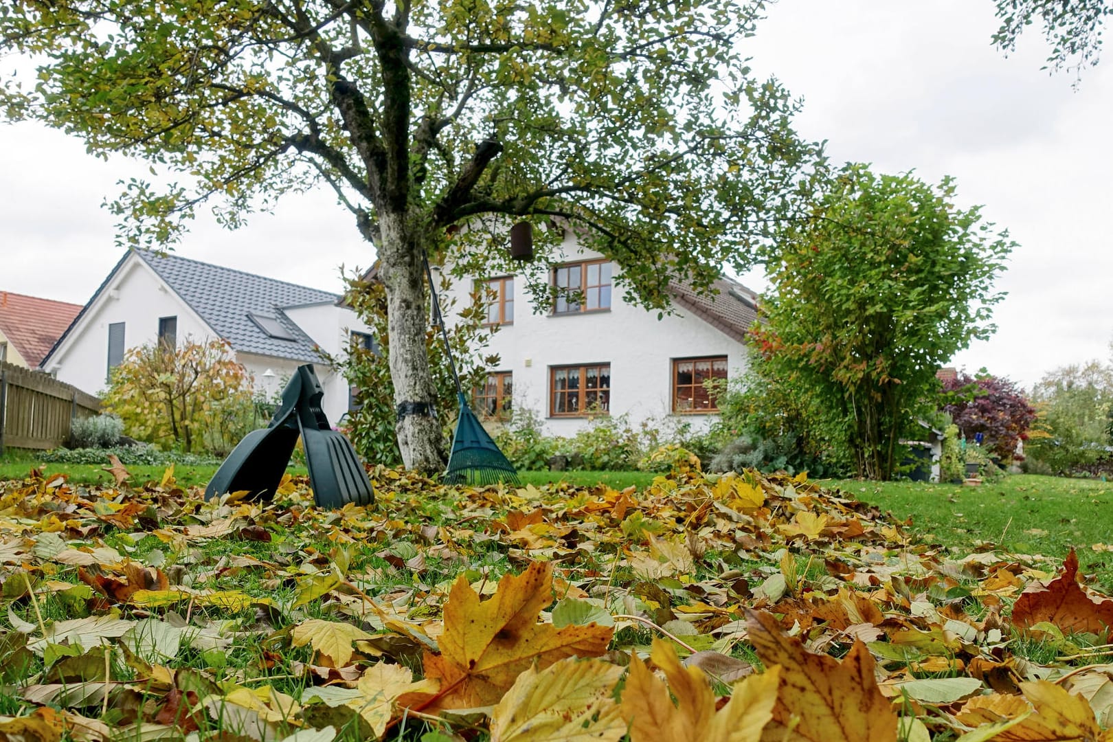 Hausbaum: Bei der Wahl eines geeigneten Baums für Ihren Garten sollten Sie einiges beachten.