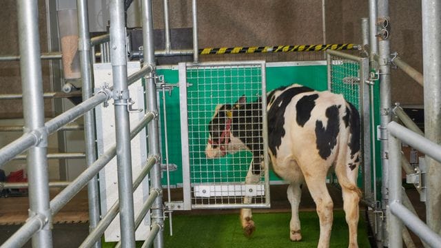 Ein Kalb betritt eine Latrine im Versuchsbauernhof in Mecklenburg-Vorpommern.